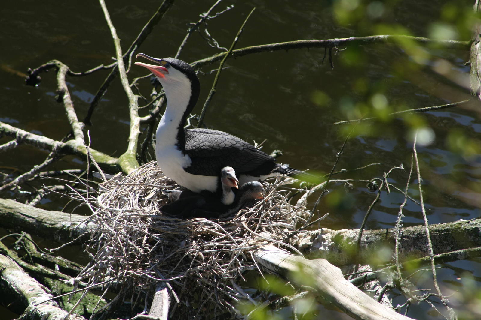 Pied Shag with Chicks