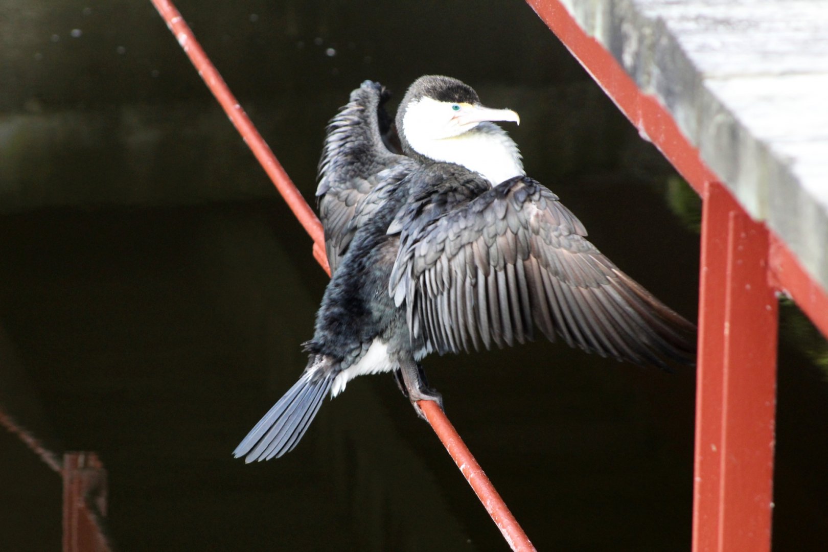 Pied Shag