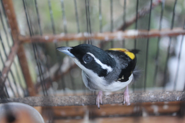 Pied shrike-babbler (Pteruthius flaviscapis)