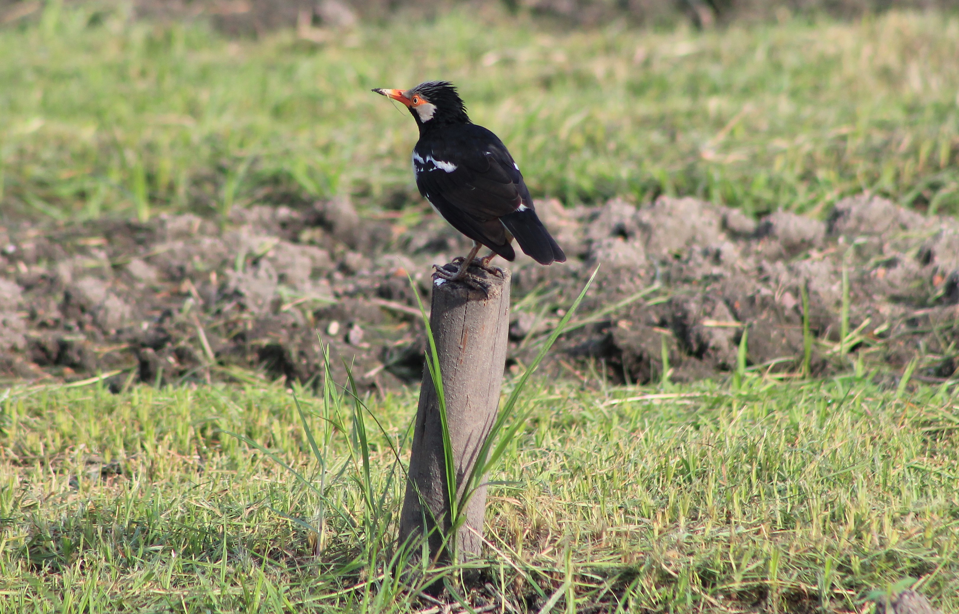 Pied Starling (Gracupica contra floweri)