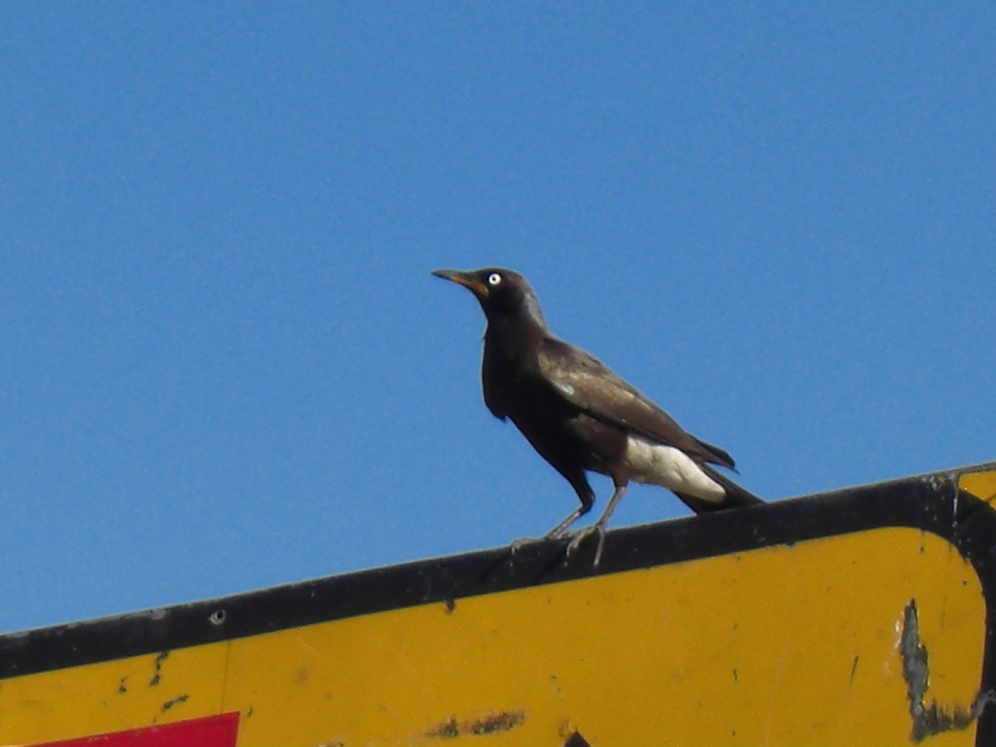 Pied Starling