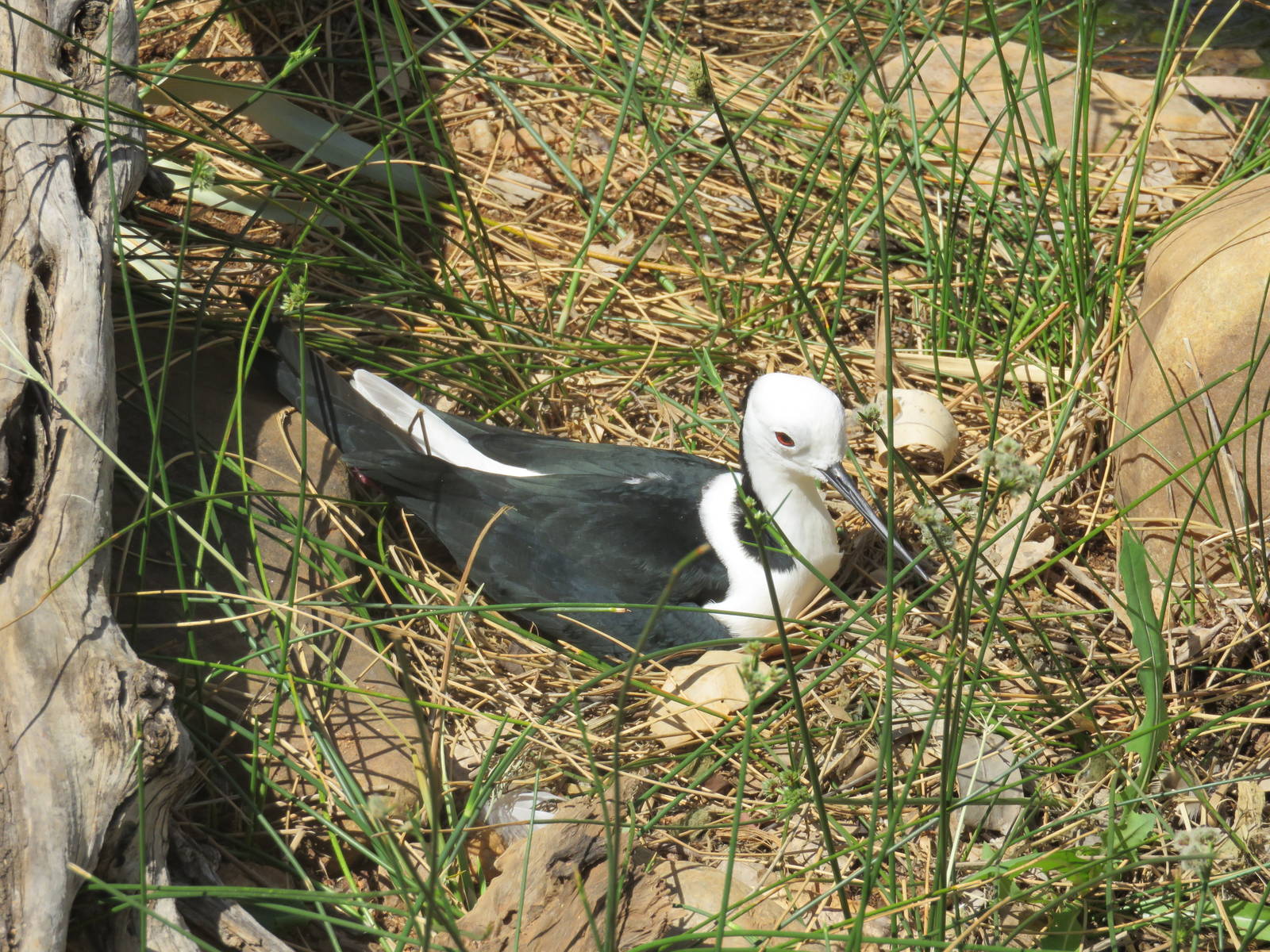 Pied Stilt, Alice Springs Desert Park