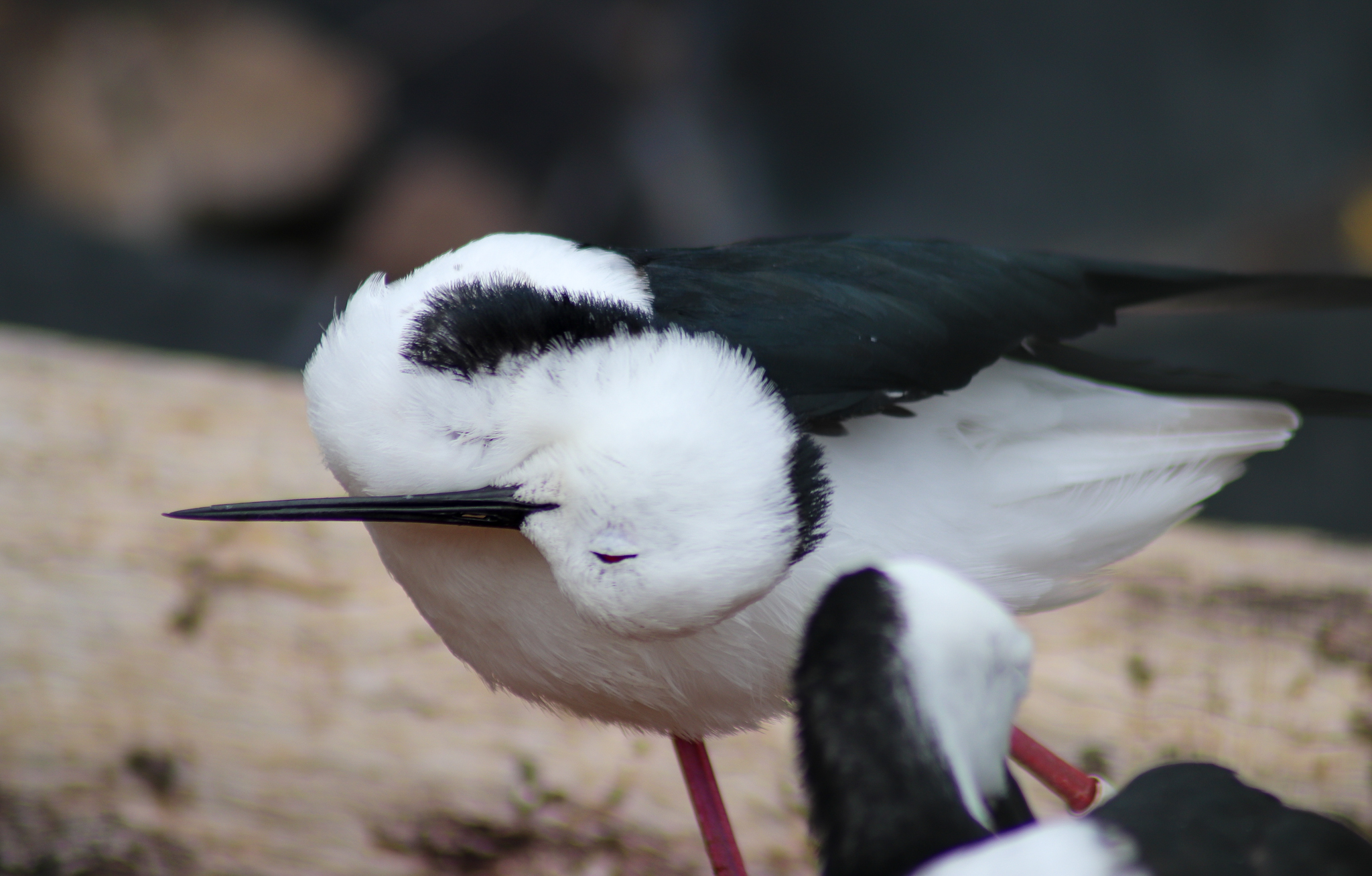 Pied Stilt (Himantopus leucocephalus) - February 2020