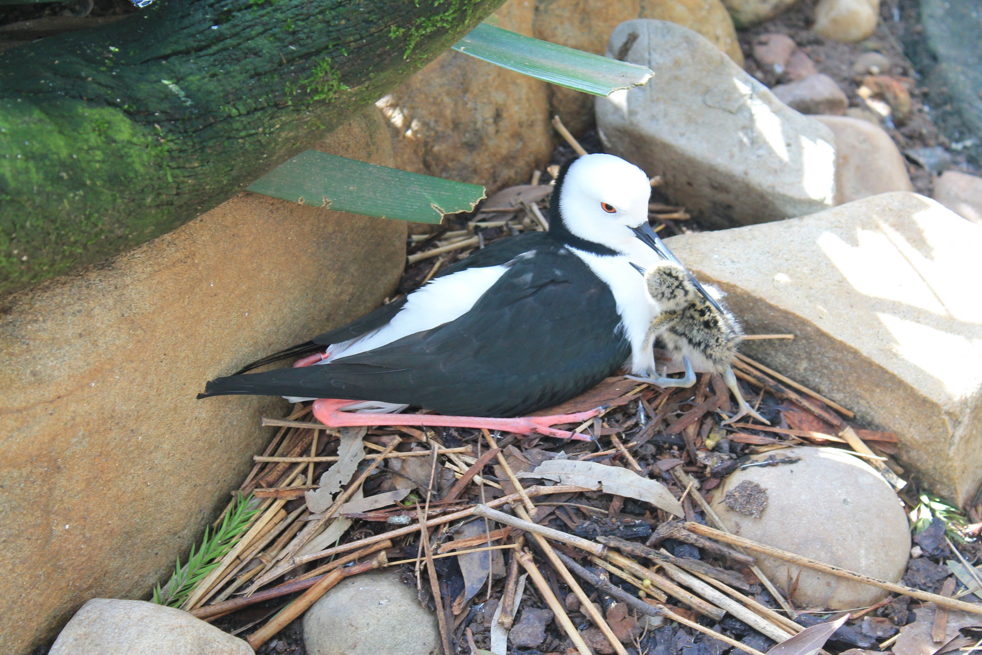 Pied Stilt (Himantopus leucocephalus) with chick