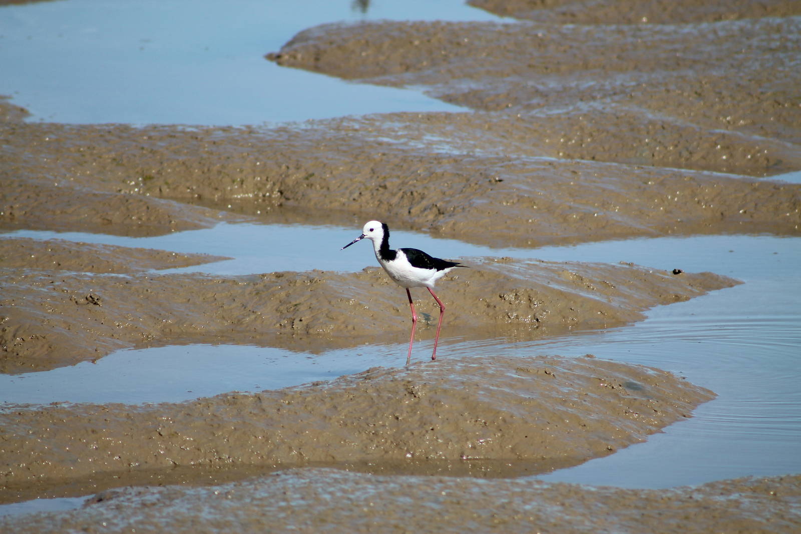 pied stilt (Himantopus leucocephalus)