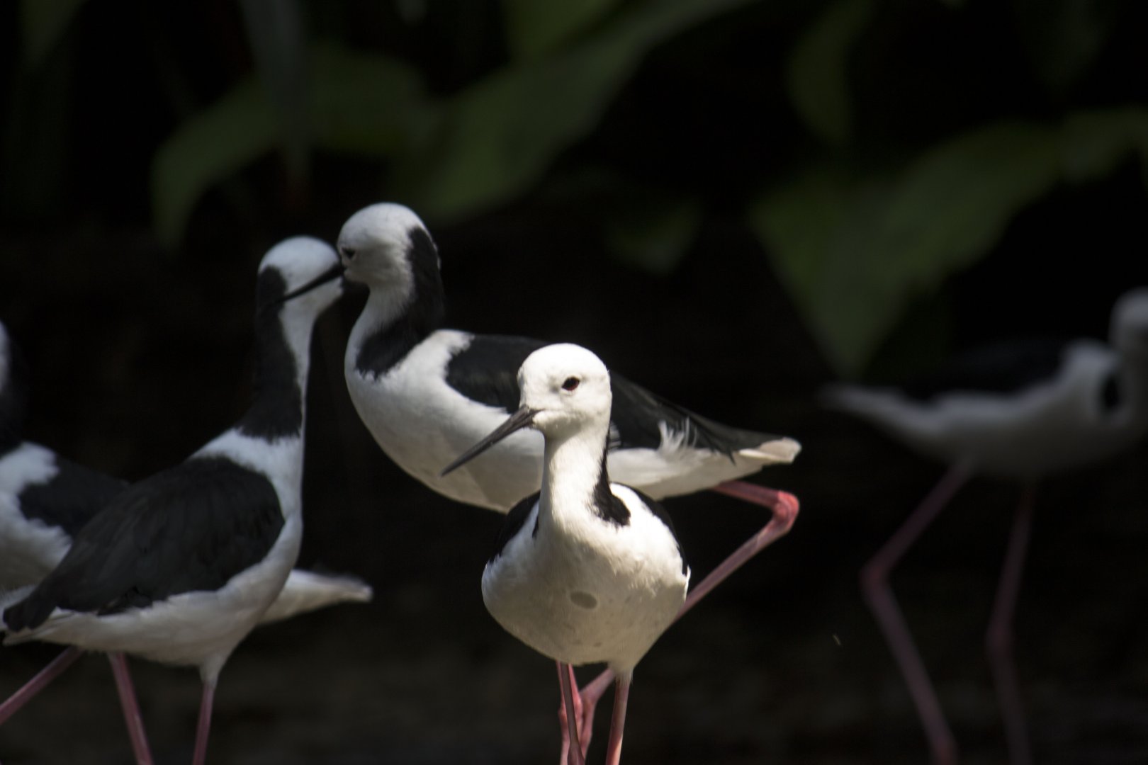 Pied stilt, Himantopus leucocephalus