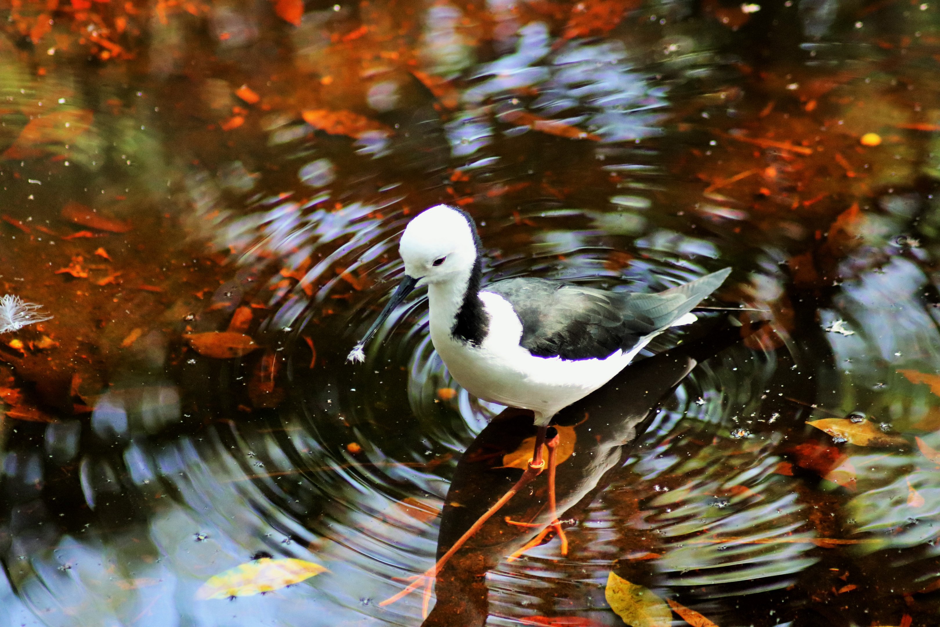 Pied Stilt (Himantopus leucocephalus)