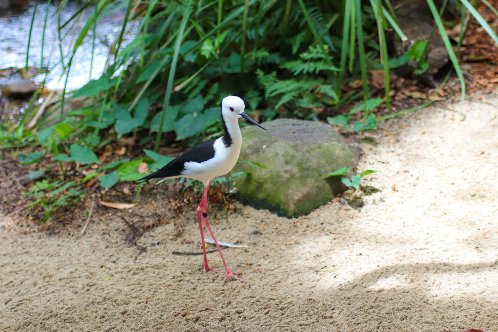 Pied Stilt (Himantopus leucocephalus)