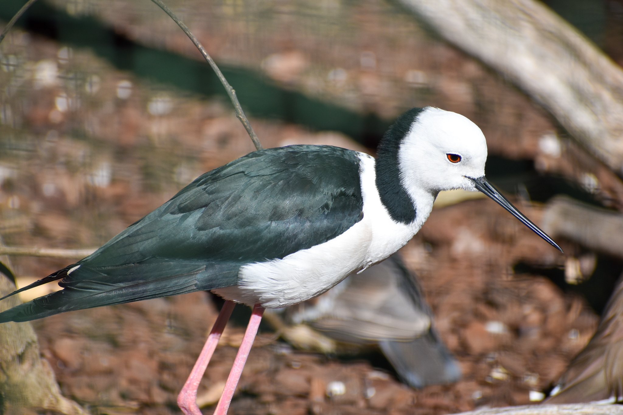 Pied Stilt (Himantopus leucocephalus)