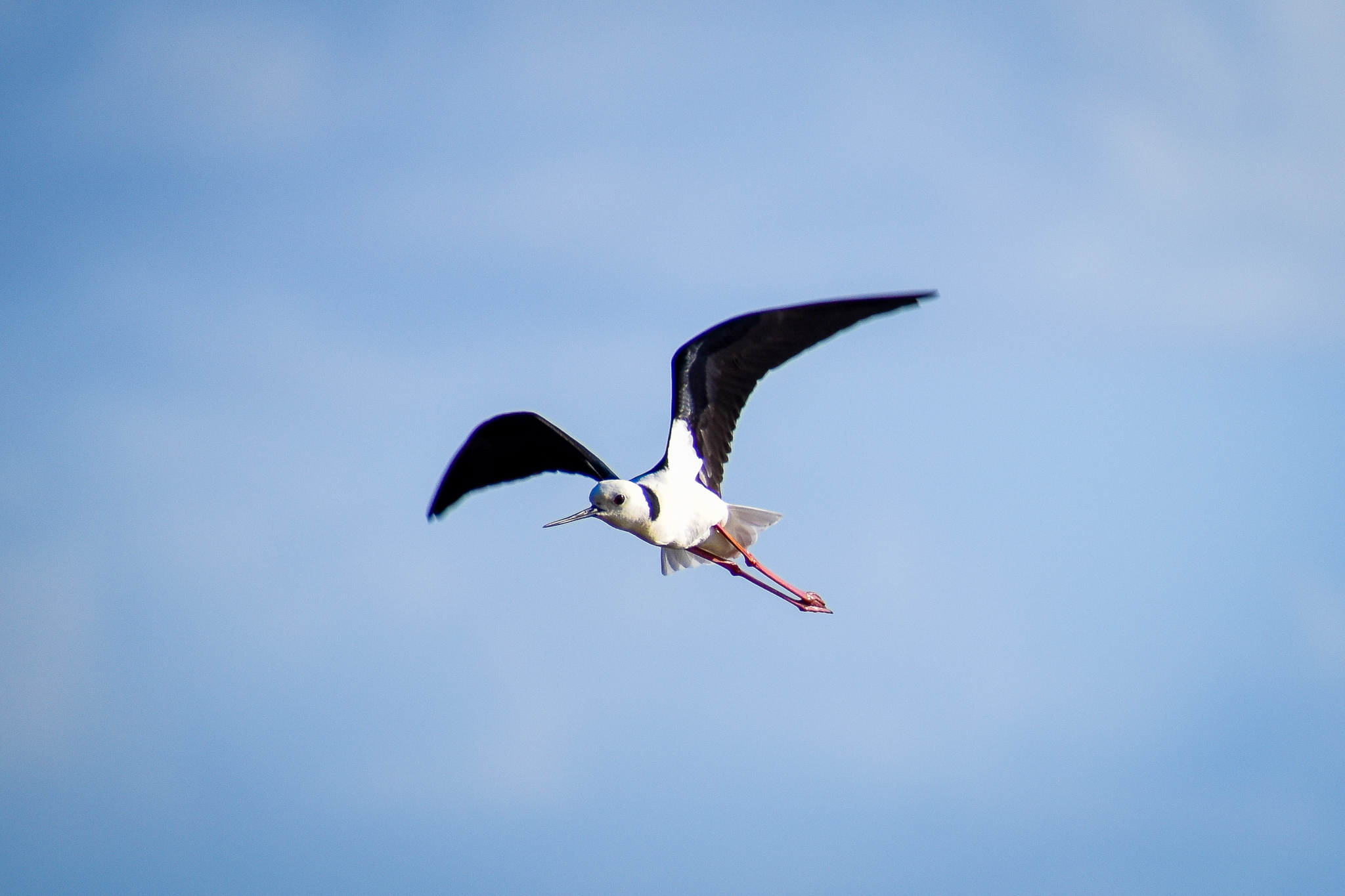 Pied Stilt (Himantopus leucocephalus)