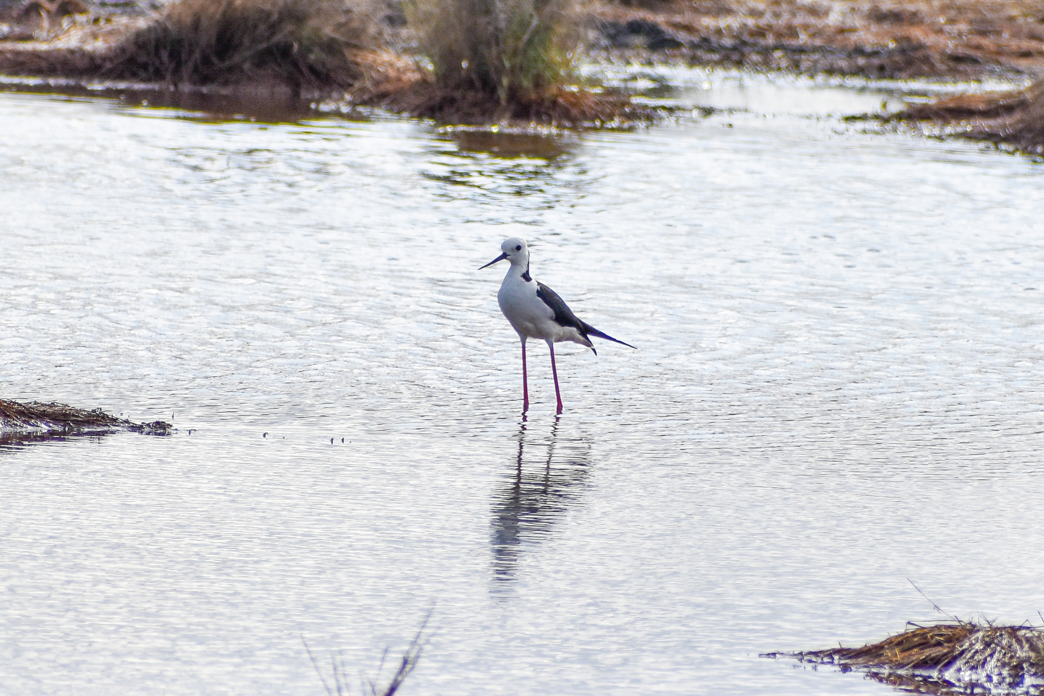 Pied Stilt (Himantopus leucocephalus)
