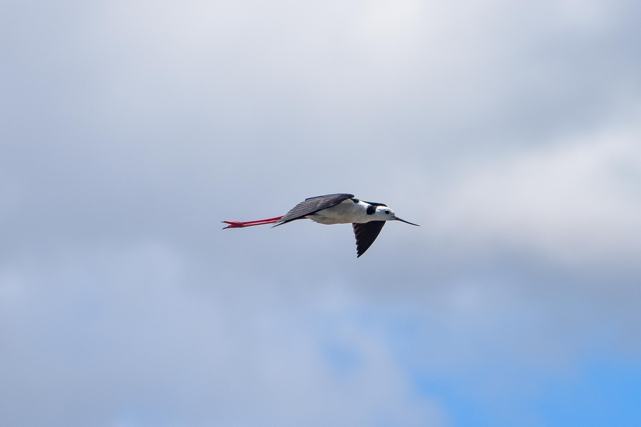 Pied Stilt (Himantopus leucocephalus)