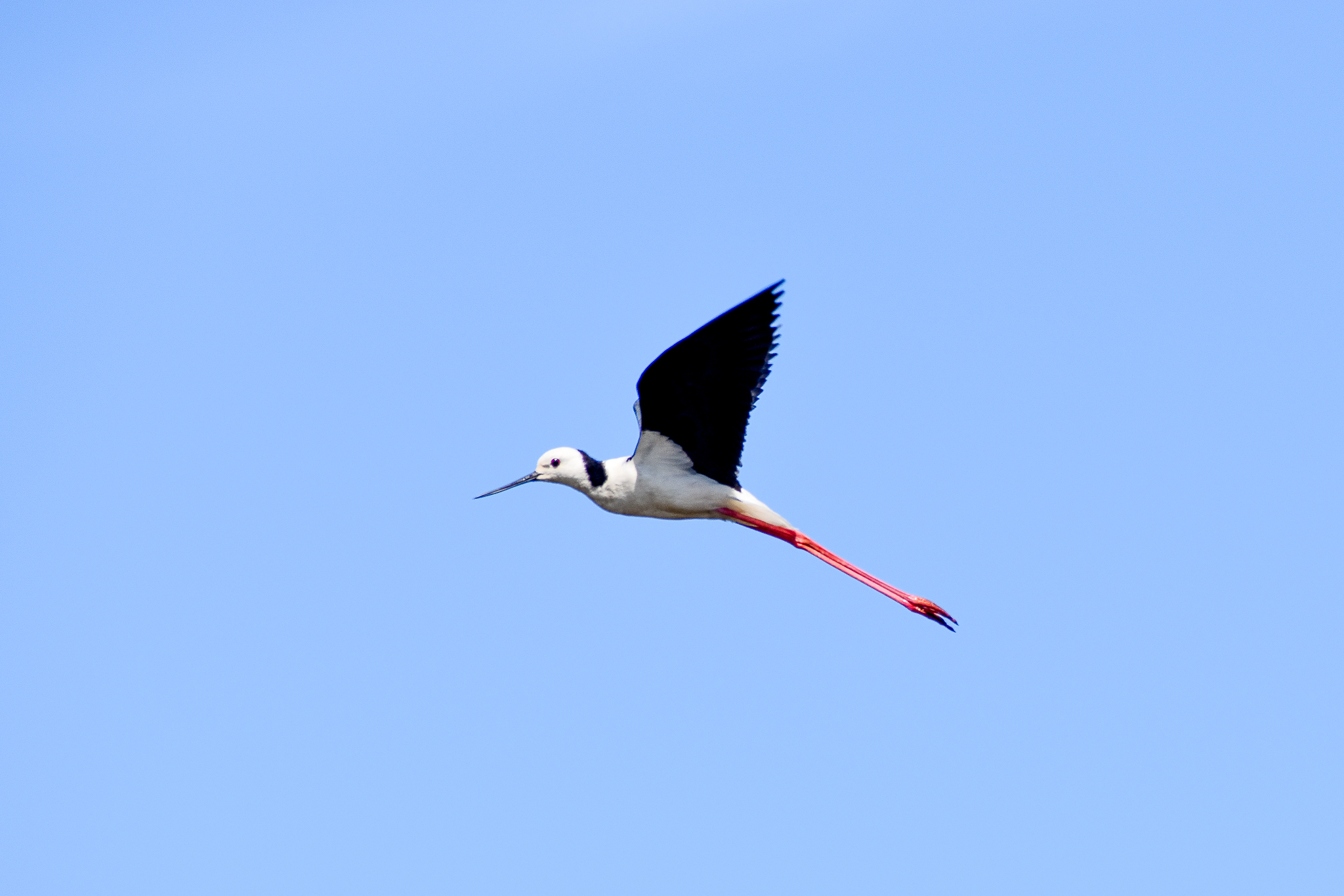 Pied Stilt (Himantopus leucocephalus)
