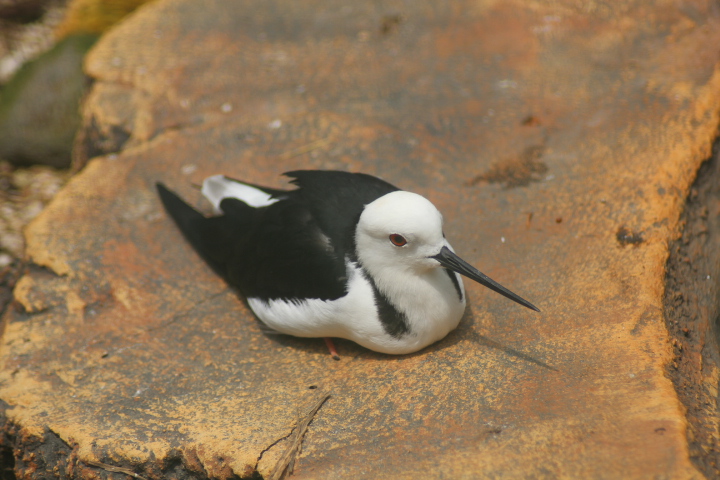 Pied stilt (Himantopus leucocephalus)