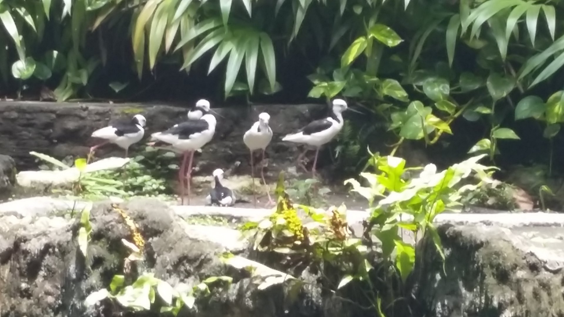 Pied stilt (Himantopus leucocephalus)