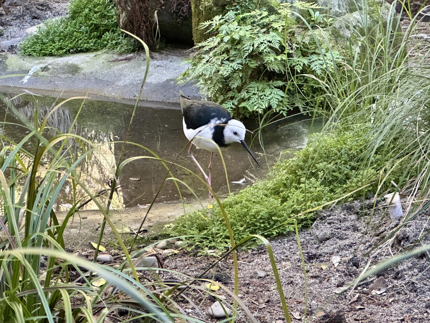 Pied stilt (Himantopus leucocephalus)