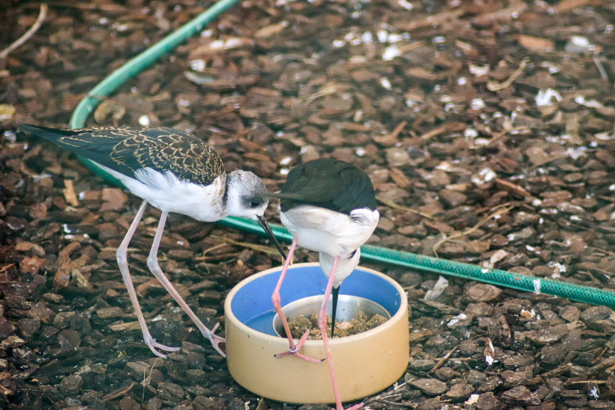Pied Stilt Juvenile and Adult (Himantopus leucocephalus)