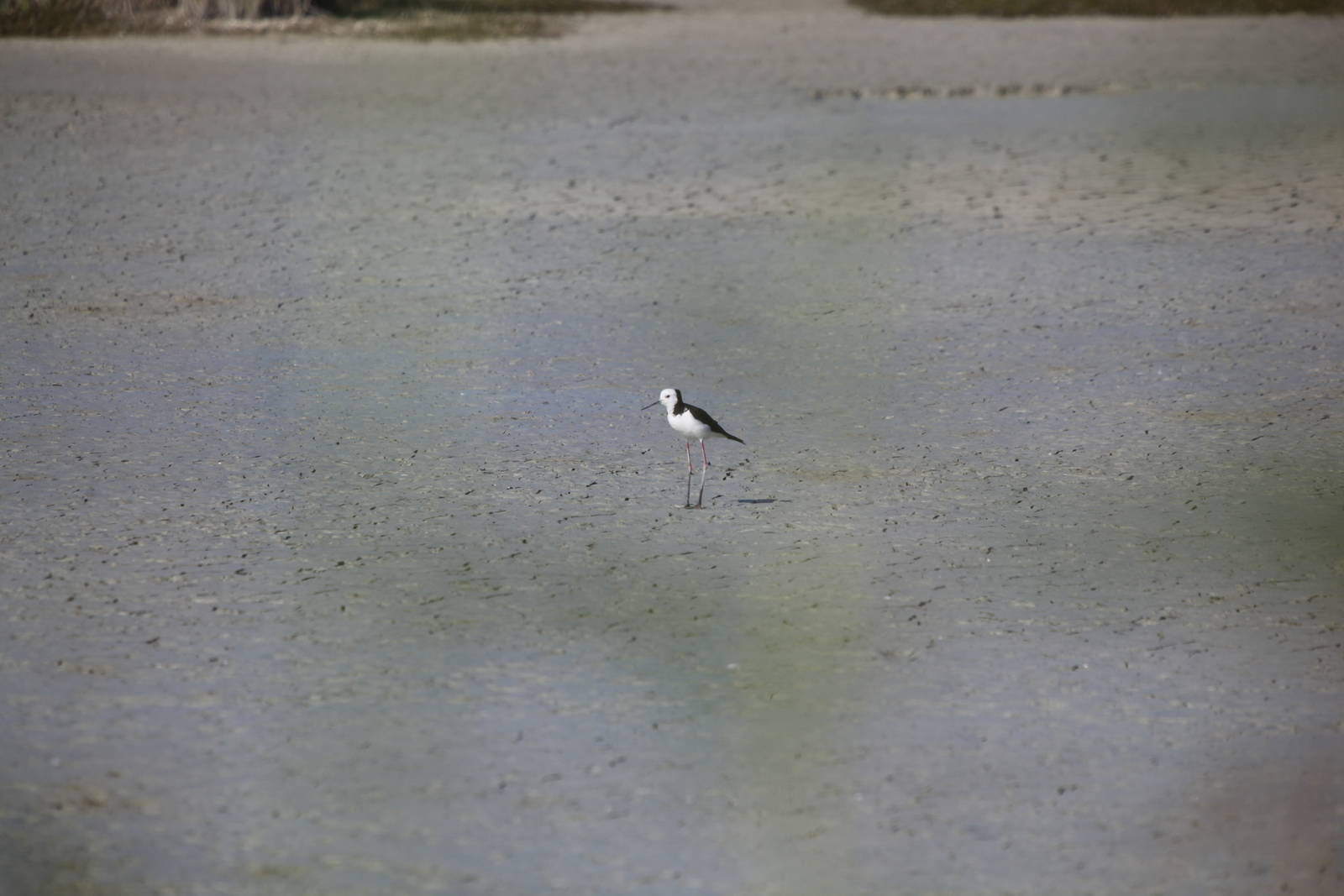 Pied Stilt - Miranda 2012