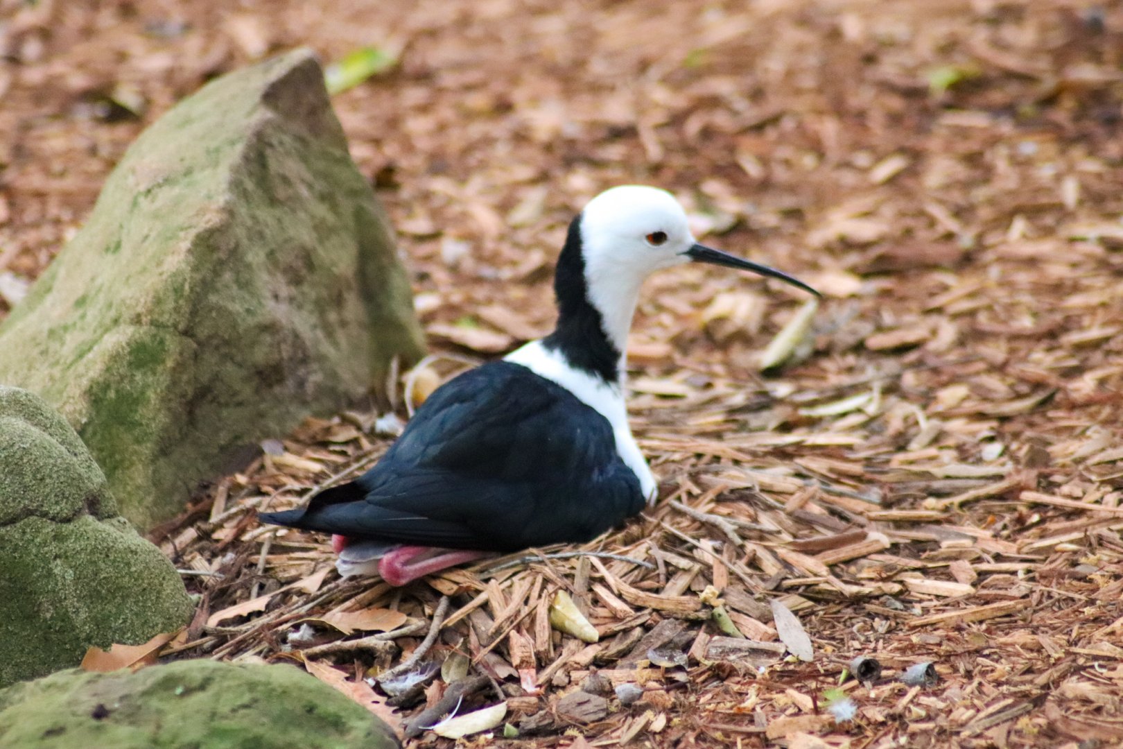 Pied Stilt on Nest