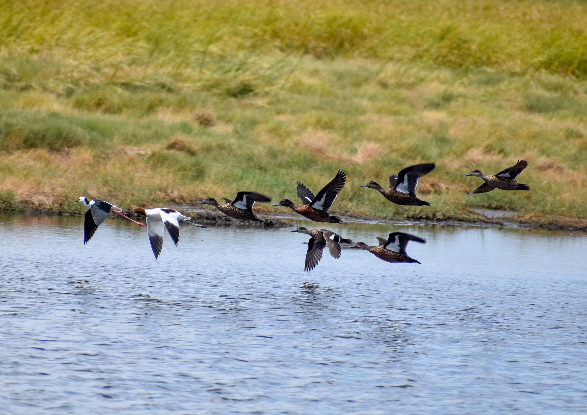 Pied Stilt, Red-necked Avocet and Chestnut Teals