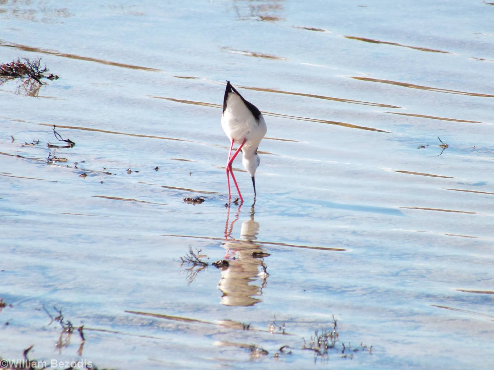 Pied Stilt - Rottnest Island