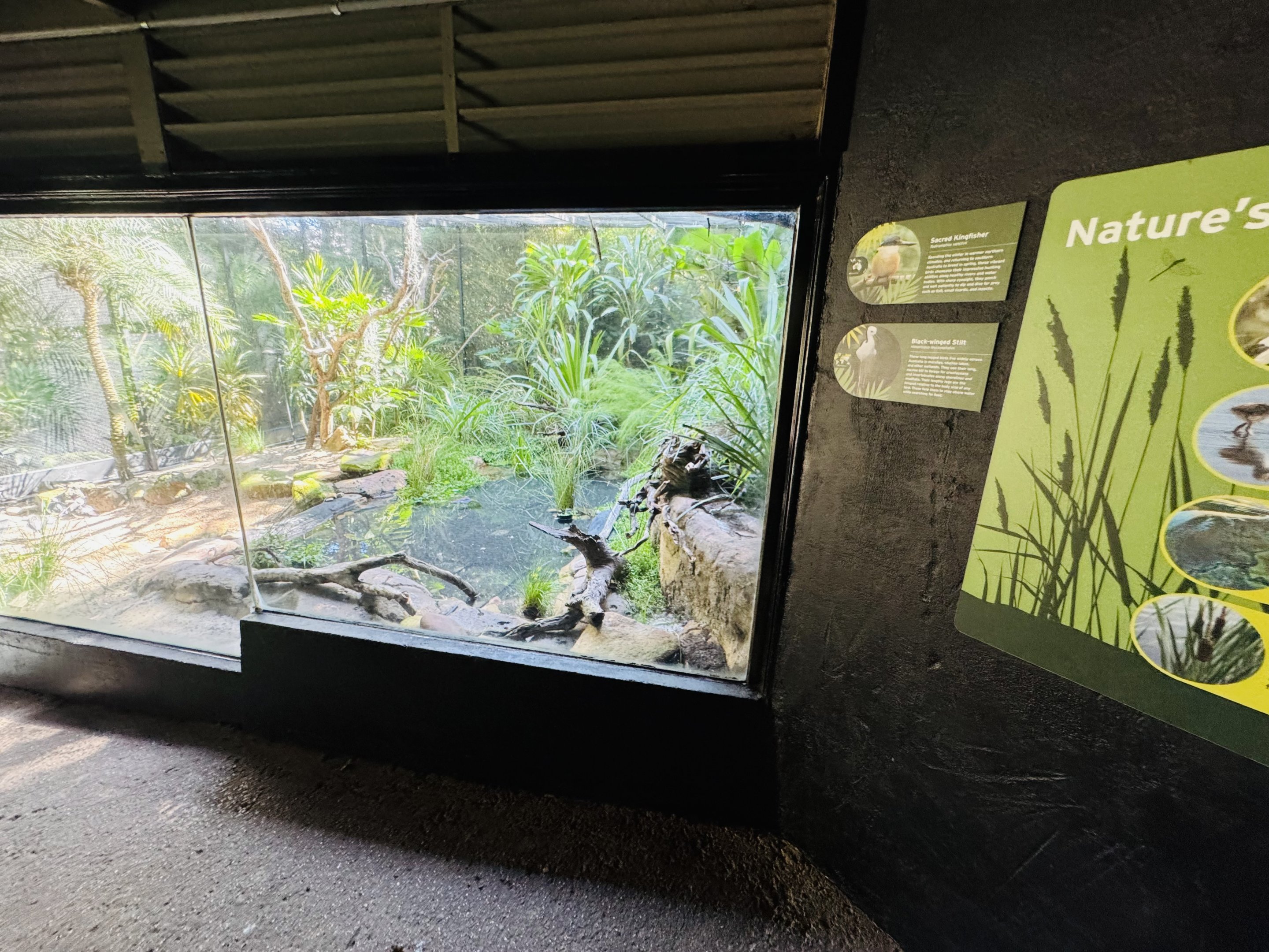 Pied stilt/Sacred kingfisher enclosure