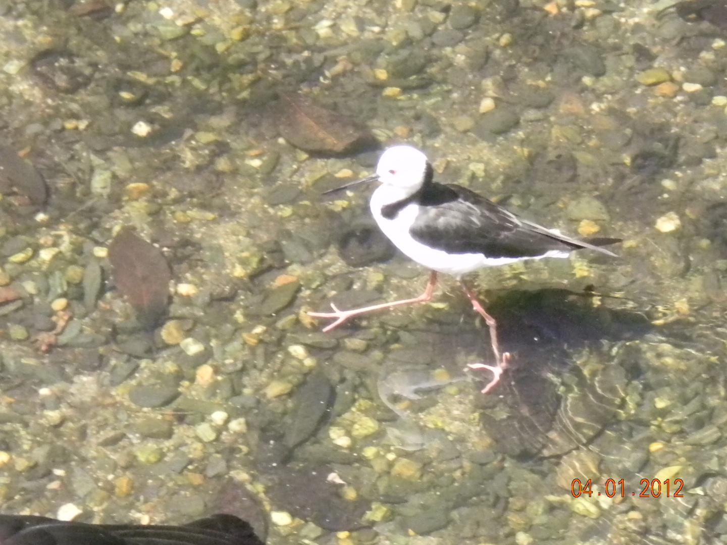Pied Stilt - Wildlife Habitat 2012
