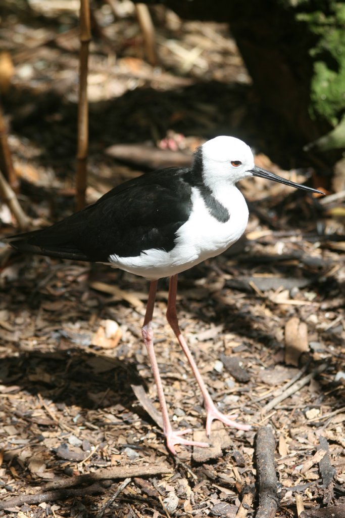 Pied Stilt