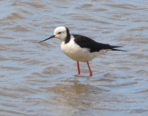 Pied stilt