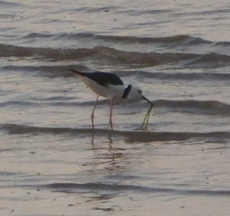 Pied Stilt
