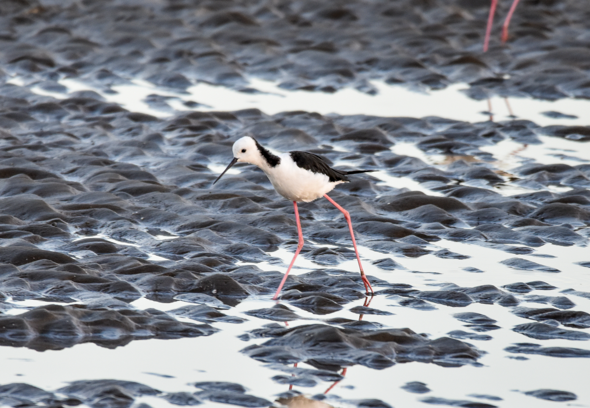 Pied Stilt