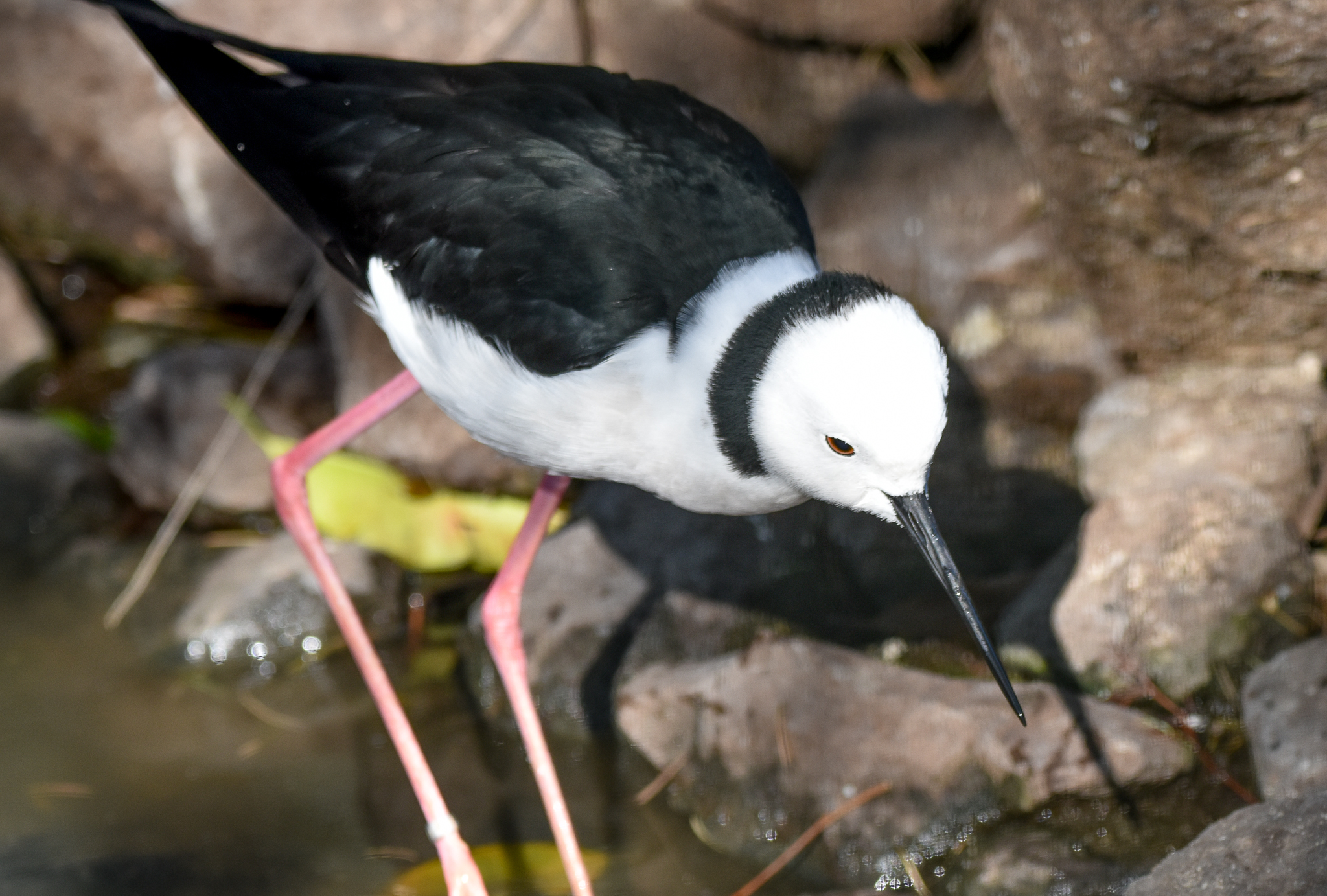 Pied Stilt