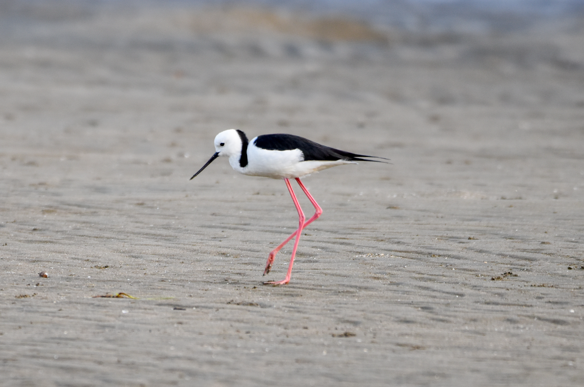 Pied Stilt