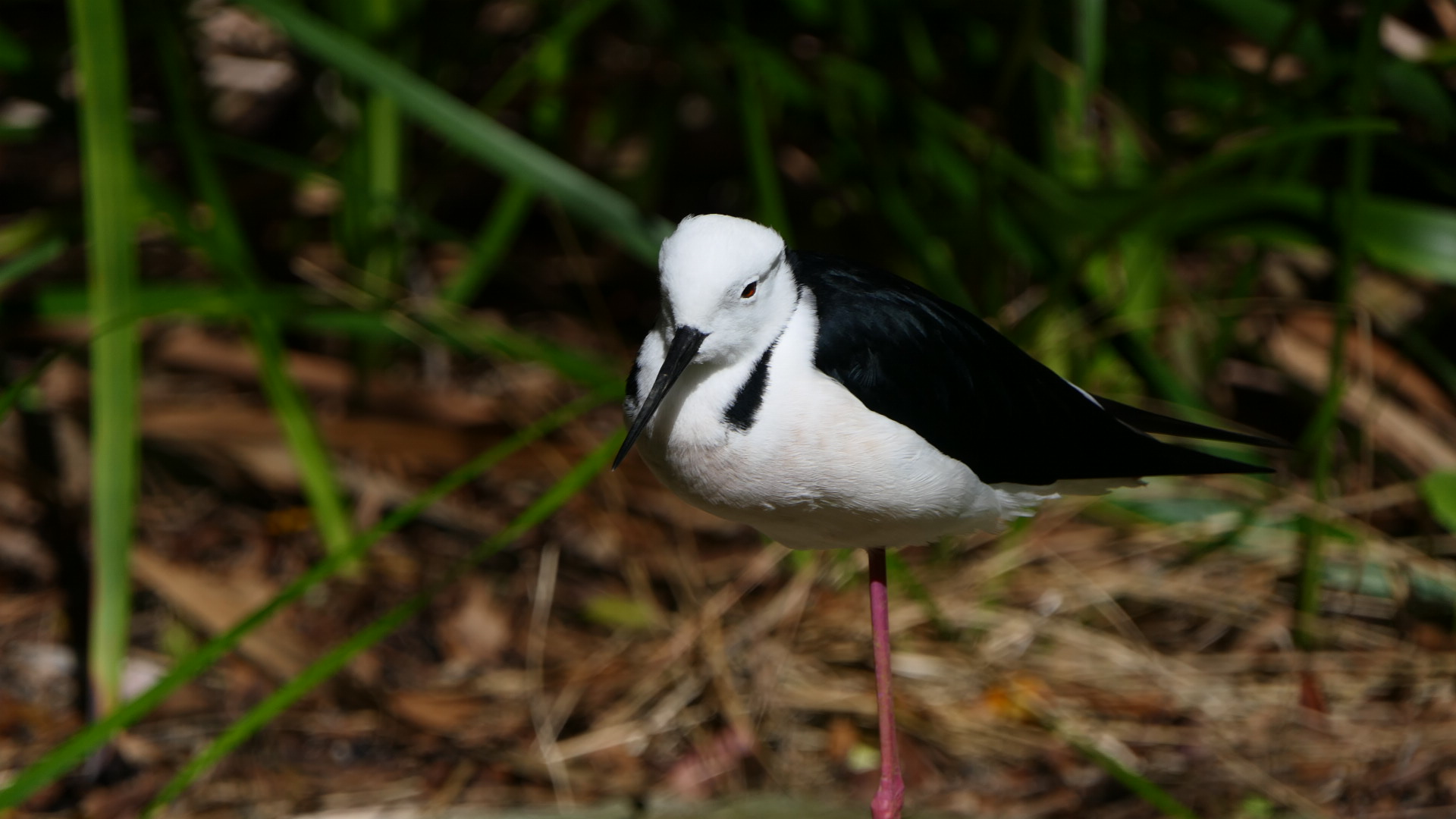 Pied Stilt