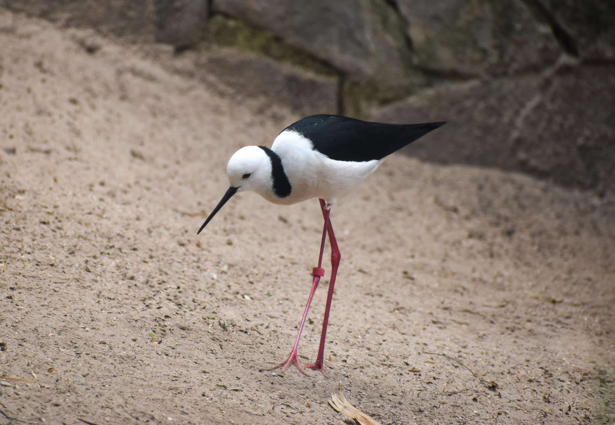 Pied Stilt