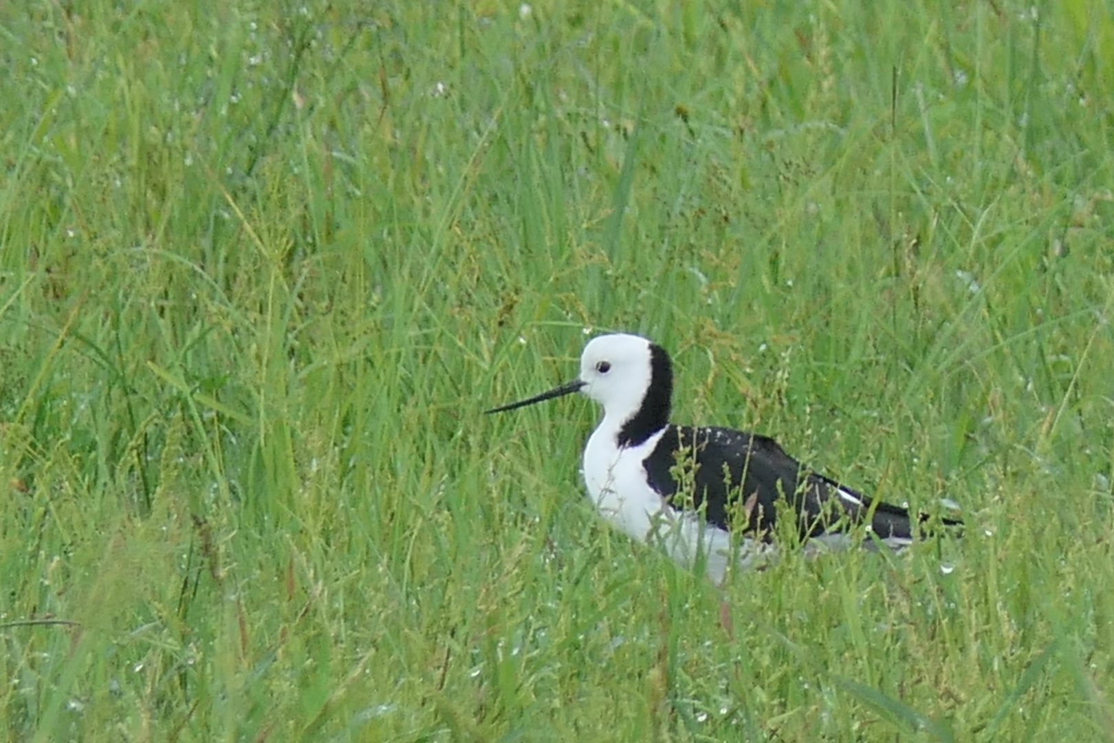 Pied Stilt