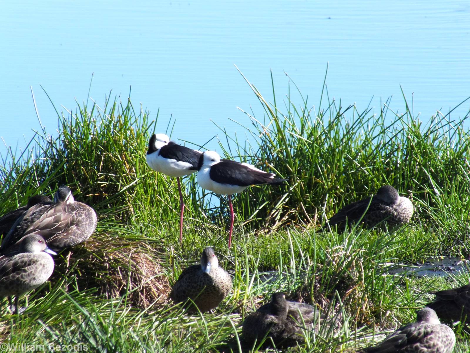 Pied Stilts, Grey Teals, Pacific Black Ducks