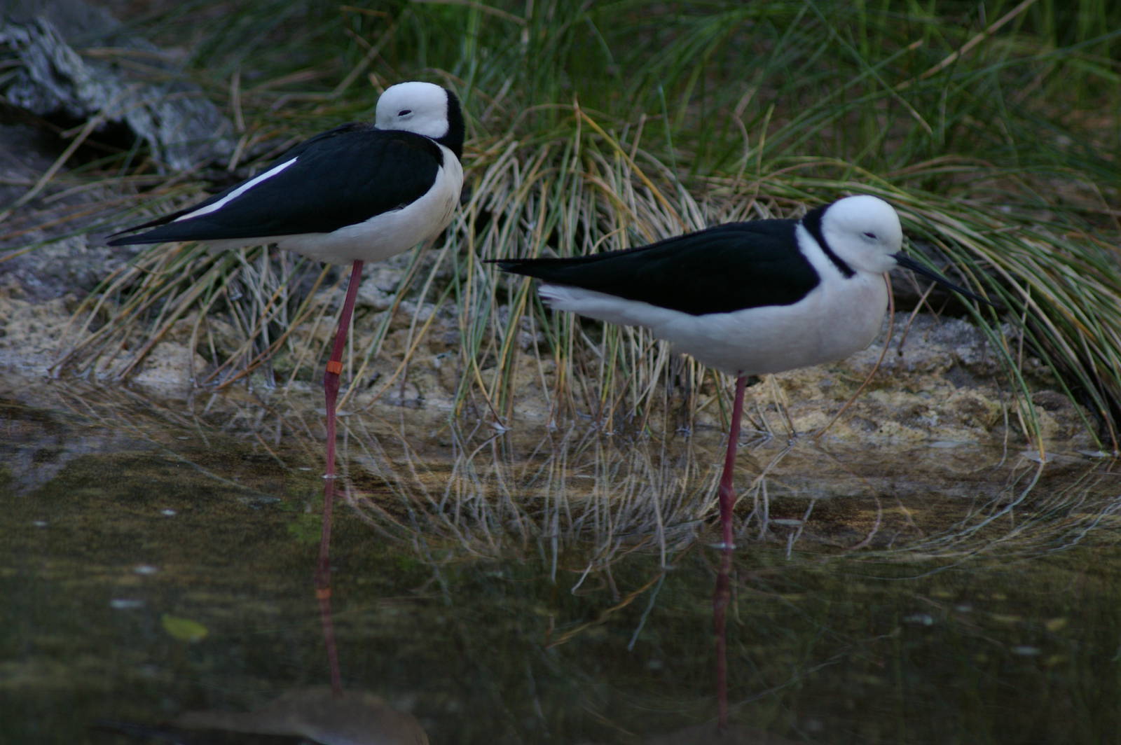 pied stilts (Himantopus leucocephalus)