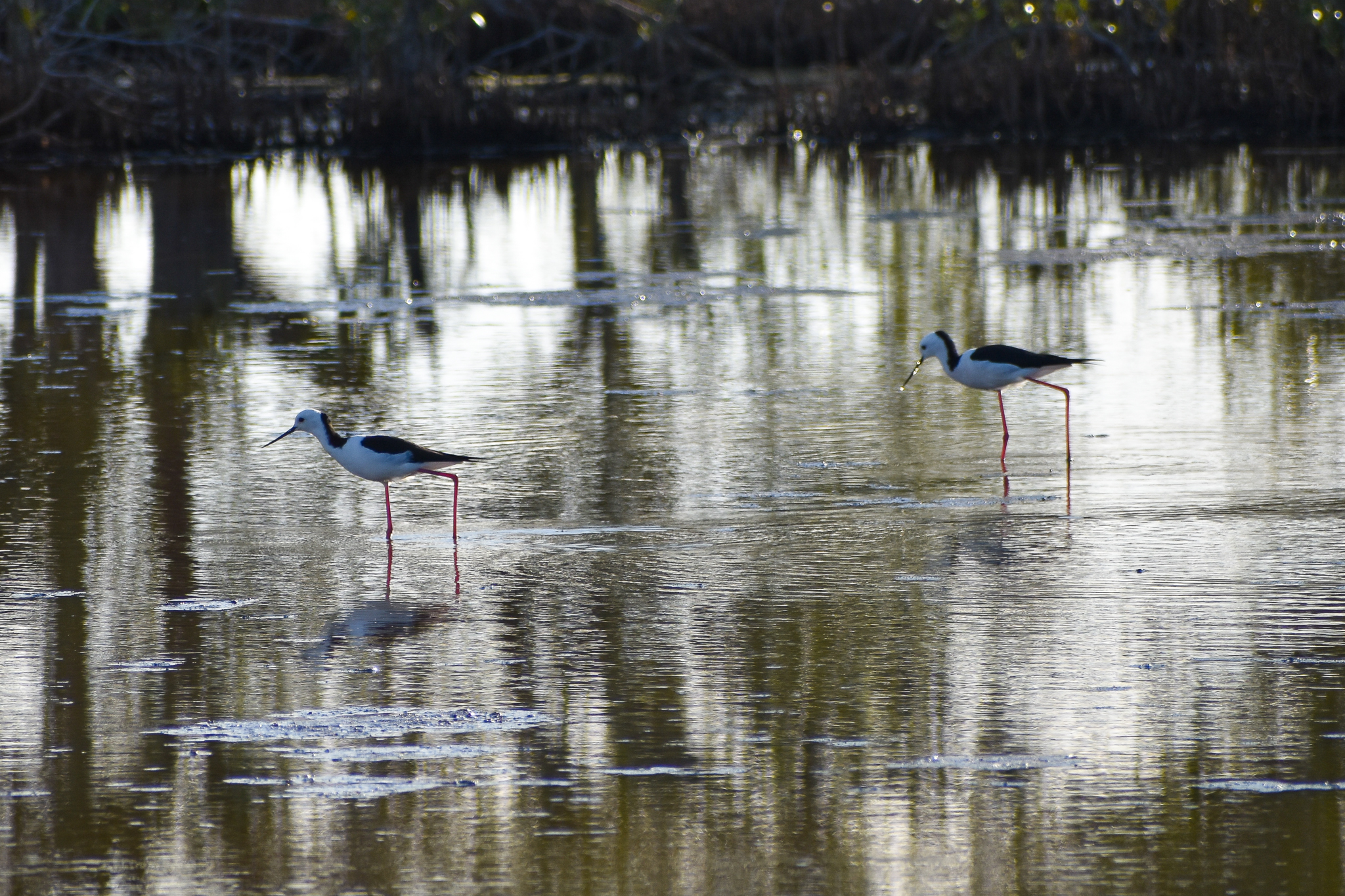 Pied Stilts (Himantopus leucocephalus)