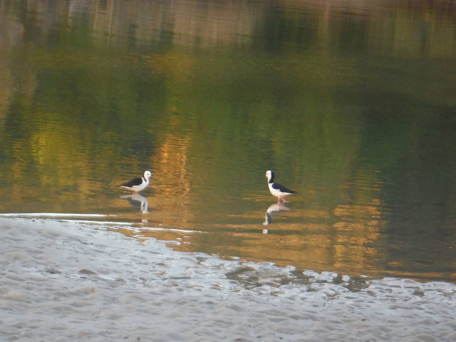 Pied Stilts
