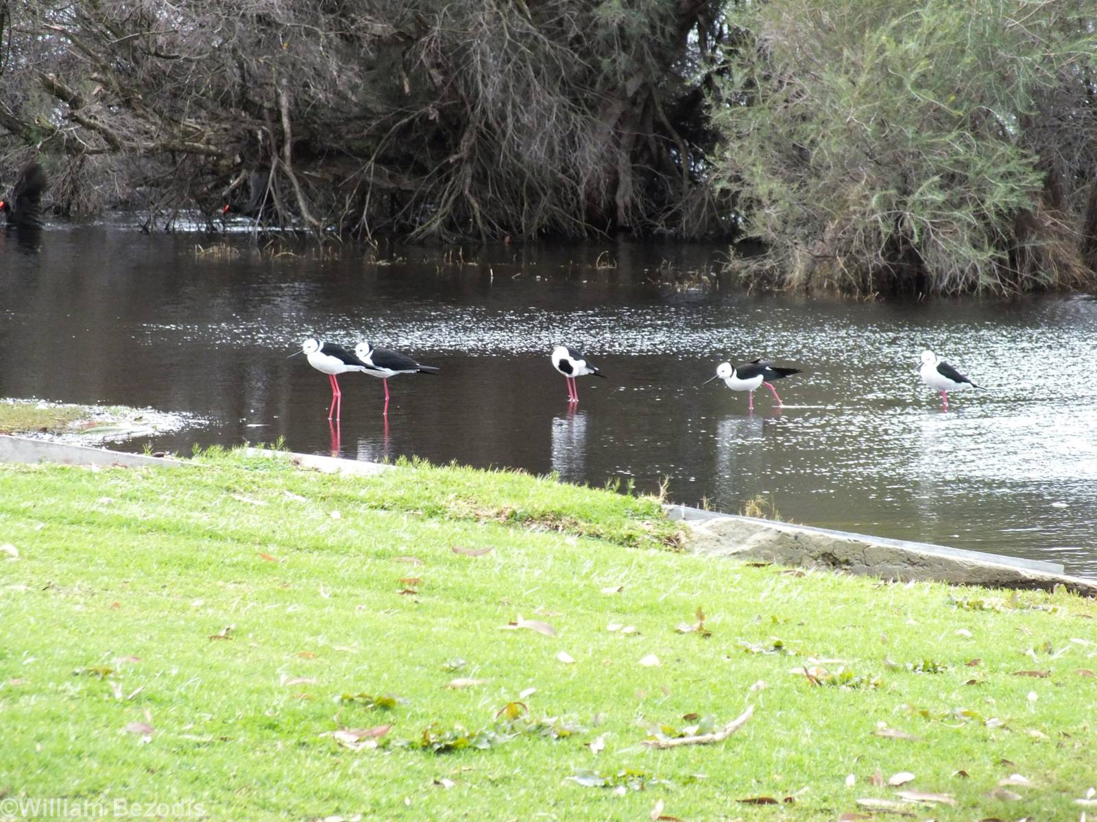 Pied Stilts