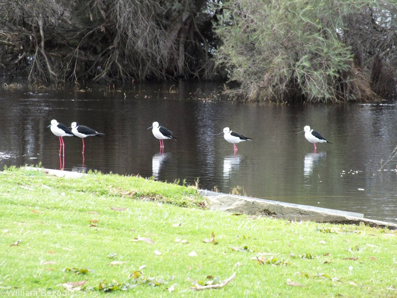 Pied Stilts