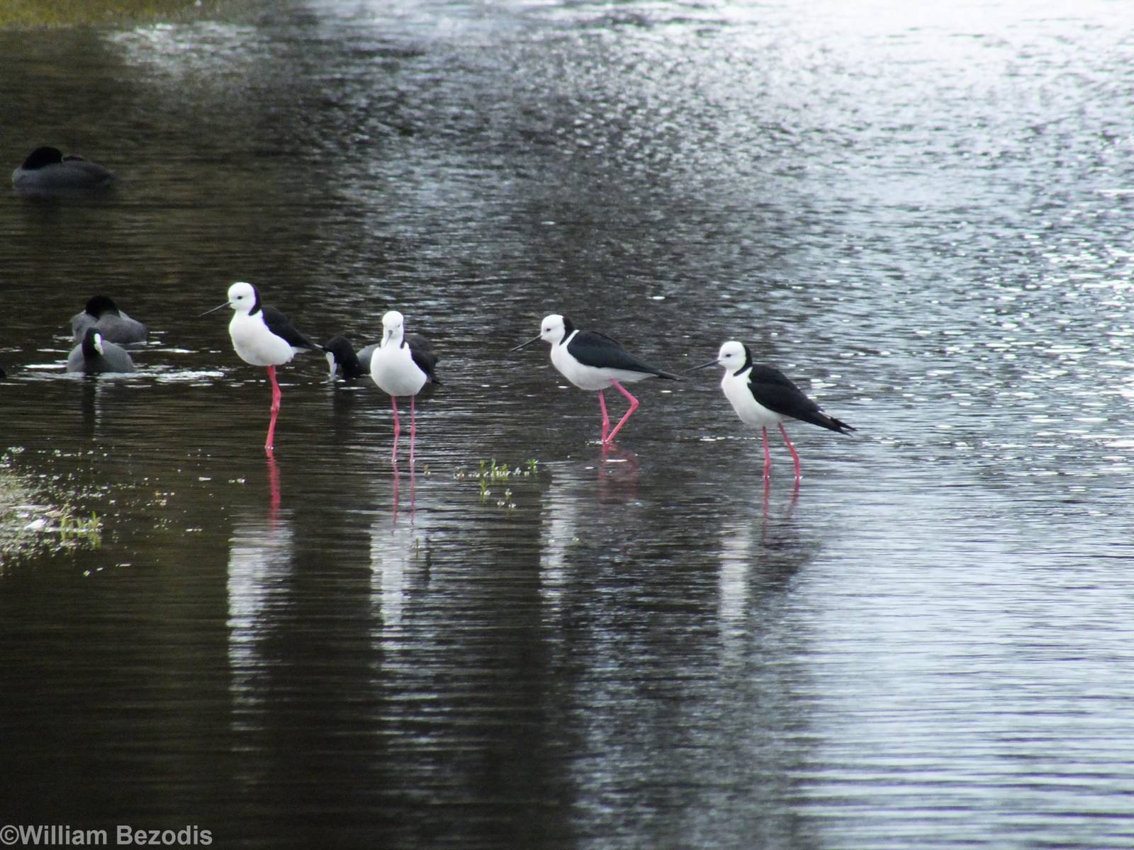 Pied Stilts