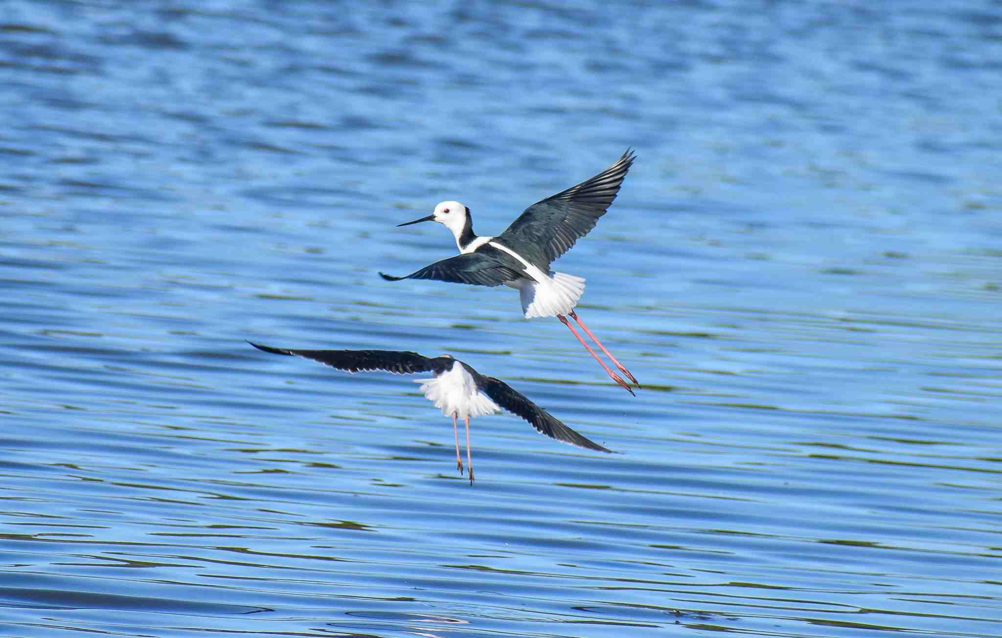 Pied Stilts