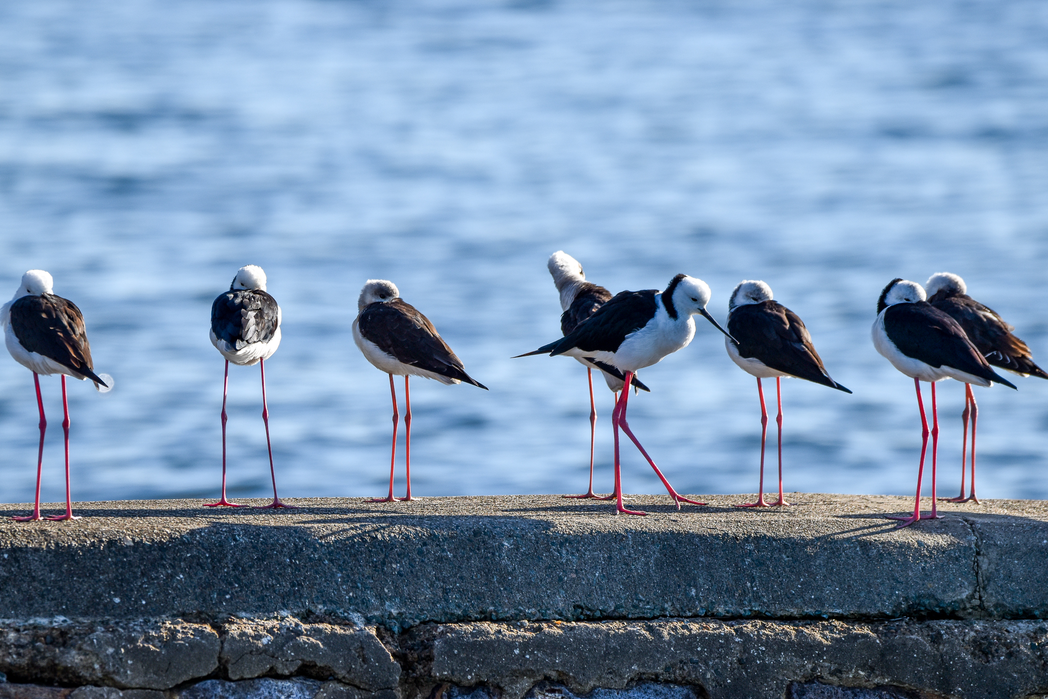 Pied Stilts