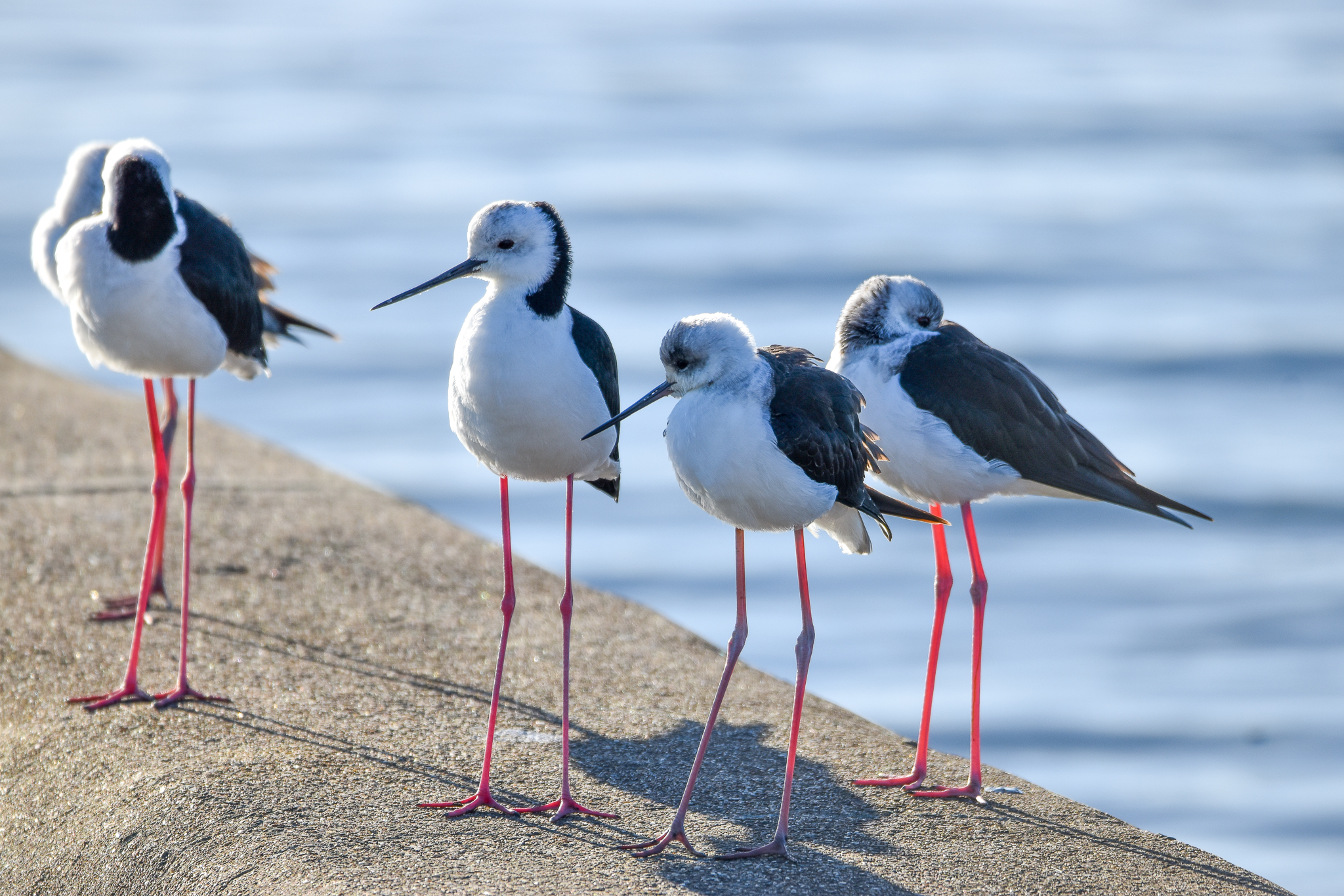 Pied Stilts