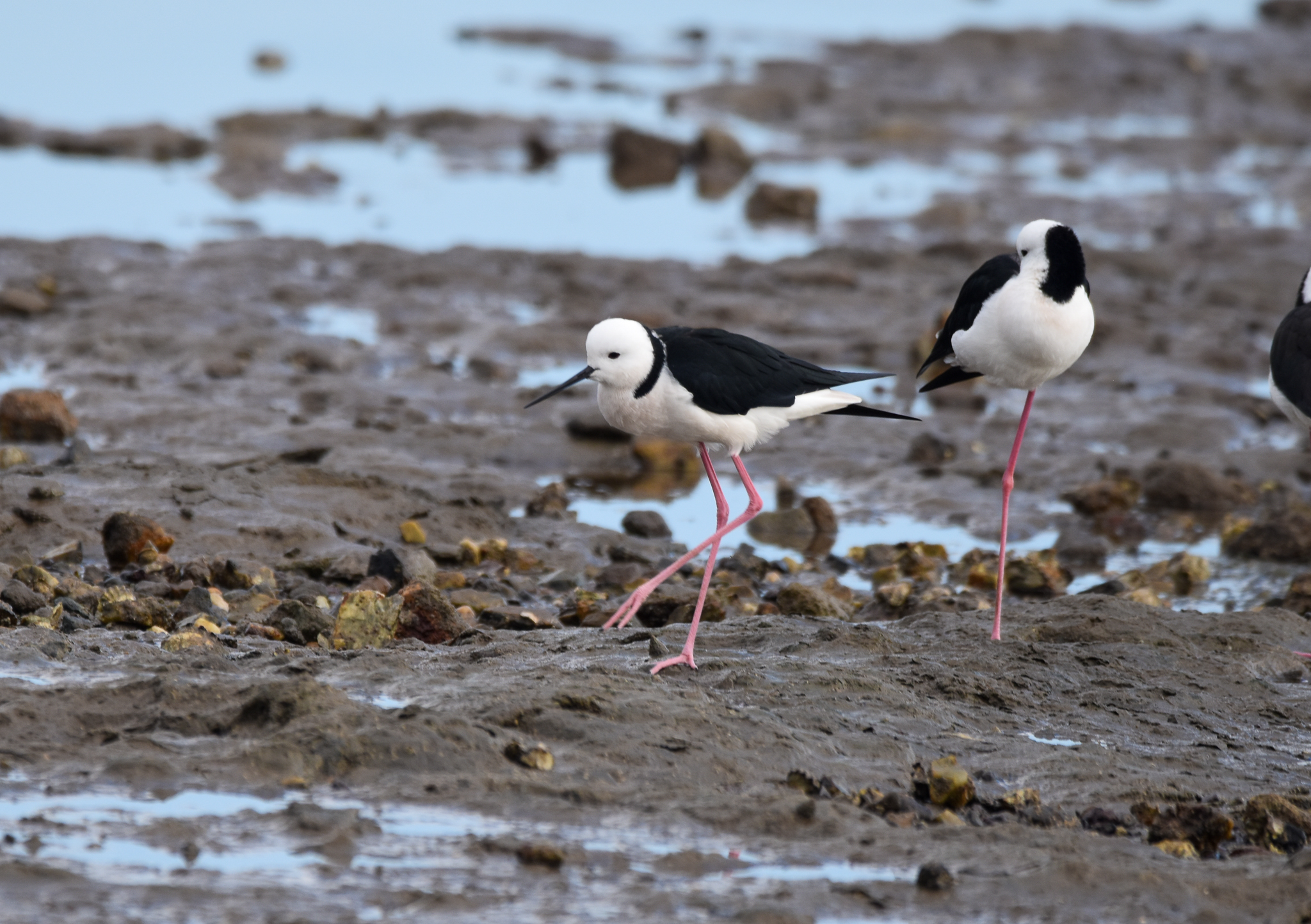 Pied Stilts