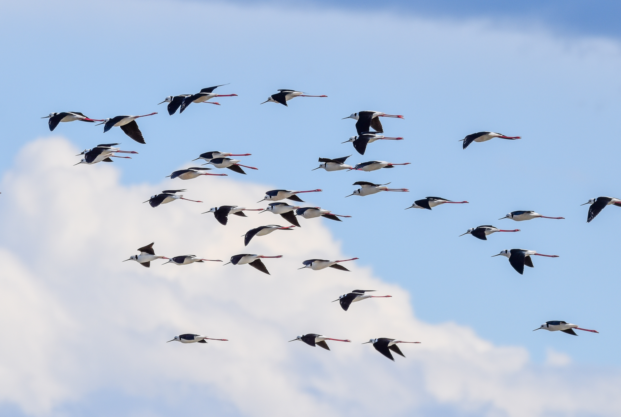 Pied Stilts