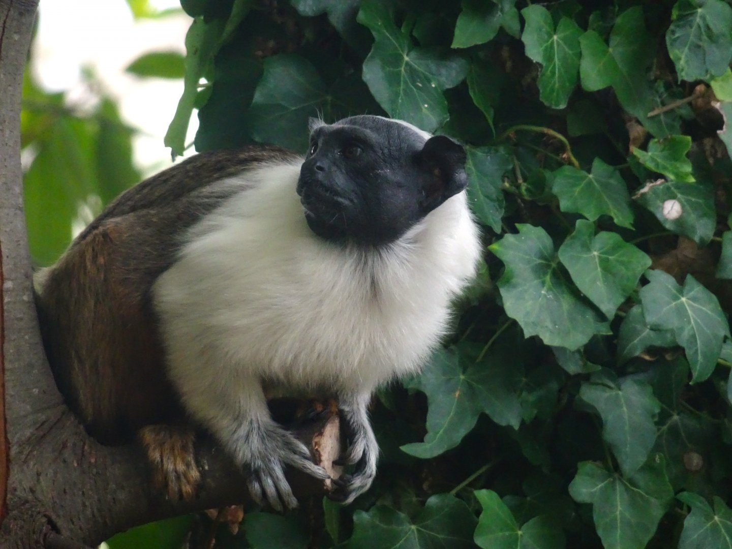 Pied Tamarin  16 August 2025