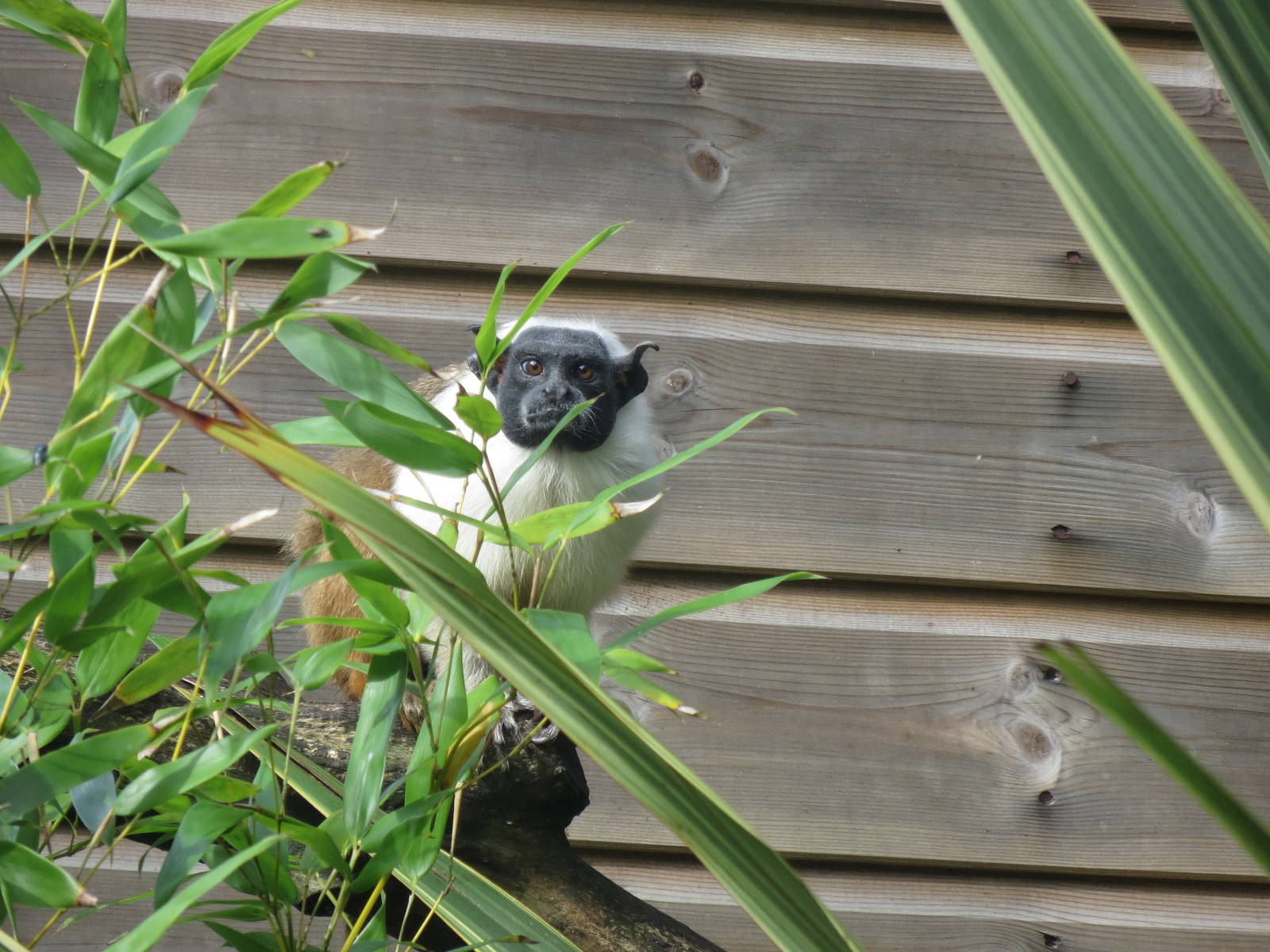 Pied Tamarin 170916